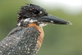 Birds in Africa: Giant Kingfisher