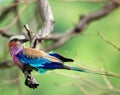 Birds of Africa: Lilacbreasted Roller Royalty Free Stock Photo