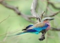 Birds of Africa: Lilacbreasted Roller Royalty Free Stock Photo