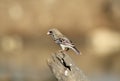 Birds of Africa - Scaly-faced Finch Royalty Free Stock Photo