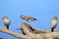 Birds of Africa - Scaly-faced Finch Family and Blue Royalty Free Stock Photo