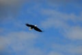 BIRDS- Alaska- Uncropped Close Up of an American Bald Eagle in Flight Royalty Free Stock Photo