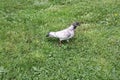 Birds in the Alexander garden of Petersburg