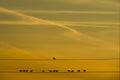 Birds aligned in yellow tones Royalty Free Stock Photo