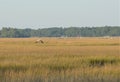 Birds of all kinds can be spotted fishing in the Low Country marshes Royalty Free Stock Photo