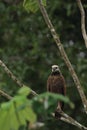 Birds in the Amazon jungle, watch around