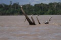 Birds resting on the Amazon