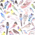 Birds Of America- Pets And Wild Birds Seamless Mosaic Background
