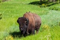 Birds on an American Bison in Custer State Park Royalty Free Stock Photo