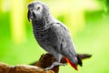 Birds, Animals. African Grey Parrot, Jako. Travel, Tourism. Thai