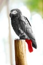 Birds, Animals. African Grey Parrot, Jako. Travel, Tourism. Thai