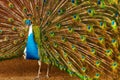 Birds, Animals. Peacock With Expanded Feathers. Thailand, Asia. Royalty Free Stock Photo