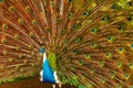 Birds, Animals. Peacock With Expanded Feathers. Thailand, Asia. Royalty Free Stock Photo