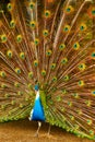 Birds, Animals. Peacock With Expanded Feathers. Thailand, Asia. Royalty Free Stock Photo