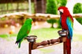 Birds, Animals. Red Scarlet Macaw, Green Solomon Island Eclectus Parrot.