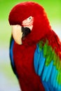 Birds, Animals. Red Scarlet Macaw Parrot. Travel, Tourism. Thailand, Asia. Royalty Free Stock Photo