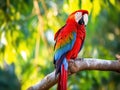 Ai Generated illustration Wildlife Concept of Birds Animals. Red Scarlet Macaw Parrot. Travel Tourism. Thailand Asia.