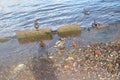 duck beach