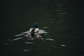 Birds and animals in the wild. An amazing grunt duck swims in a lake or river with blue water under the sunlight landscape. Close Royalty Free Stock Photo