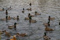 Mallard duck swims in the lake or river lot. Royalty Free Stock Photo