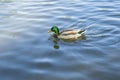 Birds and animals in wildlife. Amazing mallard duck family view