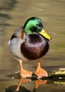 Birds and animals in wildlife. Amazing mallard duck swims in lake or river with blue water under sunlight landscape. Closeup persp Royalty Free Stock Photo