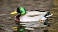 Birds and animals in wildlife. Amazing mallard duck swims in lake or river with blue water under sunlight landscape. Closeup persp Royalty Free Stock Photo