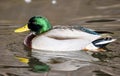 Birds and animals in wildlife. Amazing mallard duck swims in lake or river with blue water under sunlight landscape. Closeup persp Royalty Free Stock Photo