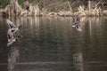 Birds and animals in wildlife. A brown mallard female duck and t Royalty Free Stock Photo