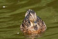 Young Female Mallard duck, mallard, eurasian wild duck, Anas platyrhynchos