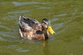 Young Male Mallard duck, mallard, Eurasian wild duck, Anas platyrhynchos