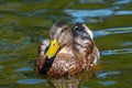 Young Male Mallard duck, mallard, Eurasian wild duck, Anas platyrhynchos