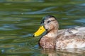 Young Male Mallard duck, mallard, Eurasian wild duck, Anas platyrhynchos