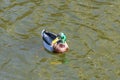 Birds and animals in wildlife concept. Amazing mallard duck swims in lake