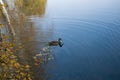 Birds and animals in wildlife concept. An amazing mallard duck swims in a lake or river with blue water on an autumn day. Royalty Free Stock Photo