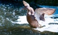 Birds and animals in wildlife. Duck landing on water Royalty Free Stock Photo