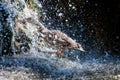 Birds and animals in wildlife. Duck taking a shower Royalty Free Stock Photo