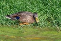 Birds and animals in wildlife. Mallard Duck, Anas platyrhynchos