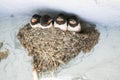 Birds and animals in wildlife. newborn Barn Swallow patiently aw Royalty Free Stock Photo