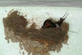 Birds and animals in wildlife. The swallow feeds the baby birds Royalty Free Stock Photo