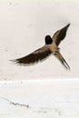 Birds and animals in wildlife. The swallow feeds the baby birds Royalty Free Stock Photo