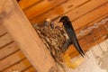 Birds and animals in wildlife. The swallow feeds the baby birds nesting Royalty Free Stock Photo