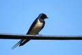 Birds and animals in wildlife. The swallow feeds the baby birds Royalty Free Stock Photo