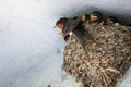 Birds and animals in wildlife. Swallow mom feeding young baby bi Royalty Free Stock Photo