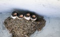 Birds and animals in wildlife. swallow`s Nest with Baby Barn Swa Royalty Free Stock Photo