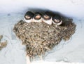 Birds and animals in wildlife. Swallow. Young Barn Swallow patiently awaits feeding from parents Royalty Free Stock Photo