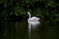 Birds and animals in wildlife. White adult swan in nature