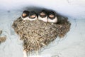 Birds and animals in wildlife. young baby birds awaits from pare