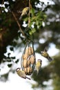 Birds Around a Feeder Royalty Free Stock Photo