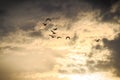 Birds as silhouettes flying in dramatic sky